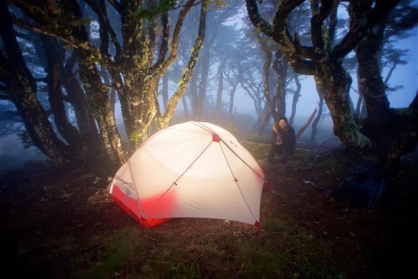 Tent New Zealand bush